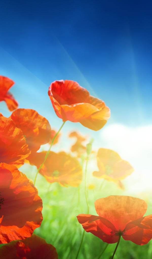 Маки на фоне неба