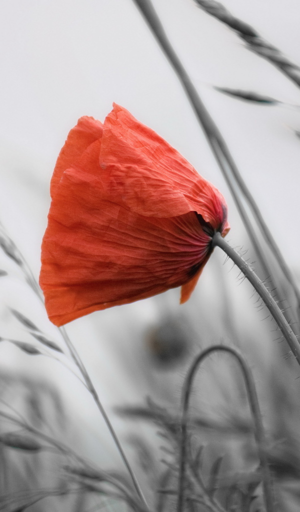 Мак среди травы