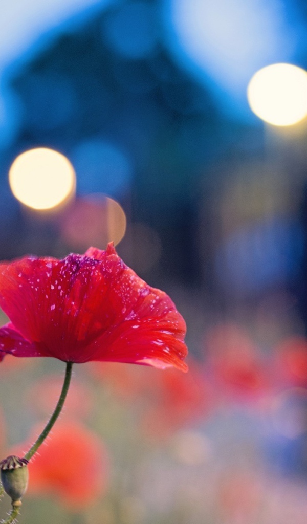 Цветок мака