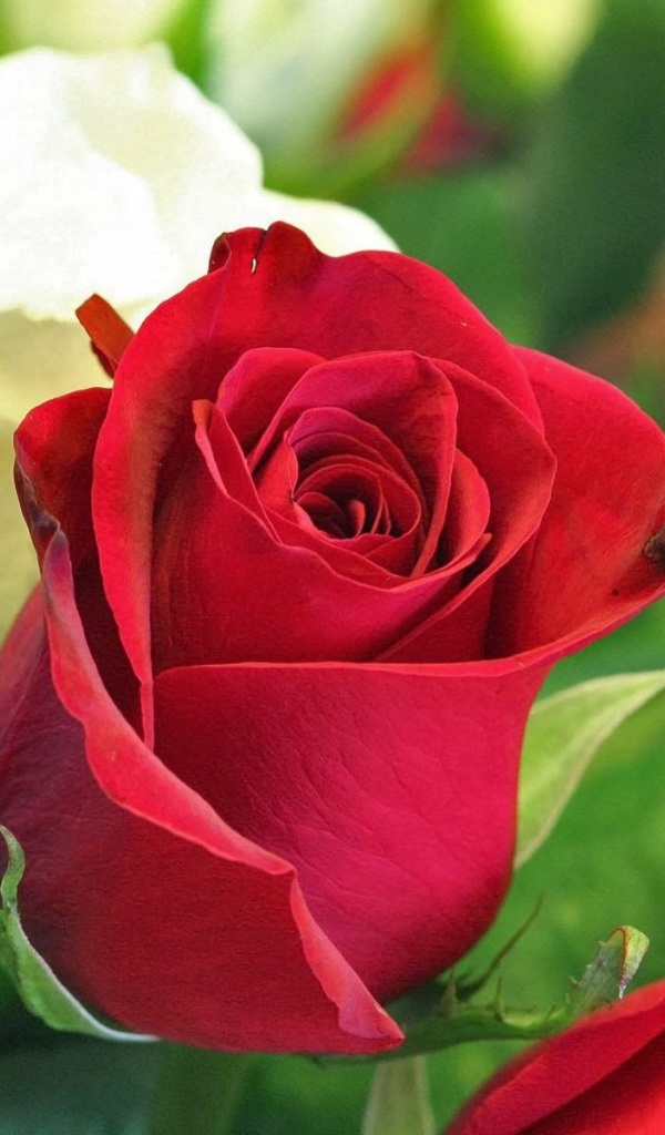 Красная и белая роза