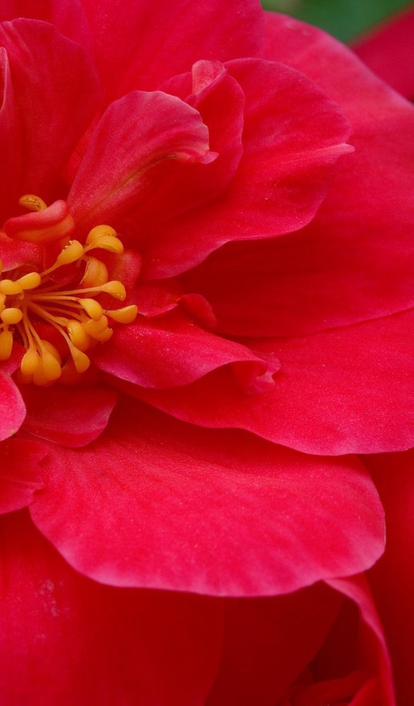 Красные большие цветы