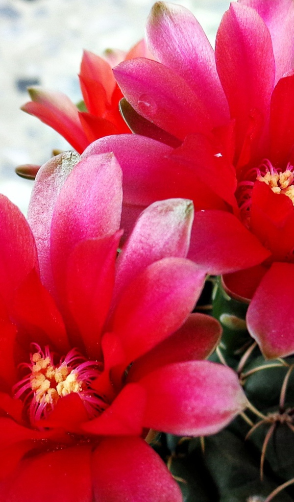 Красные цветы на кактусе