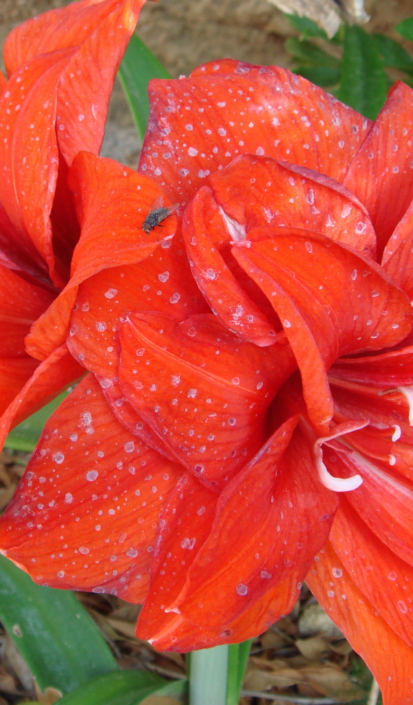 Красные цветы с каплями