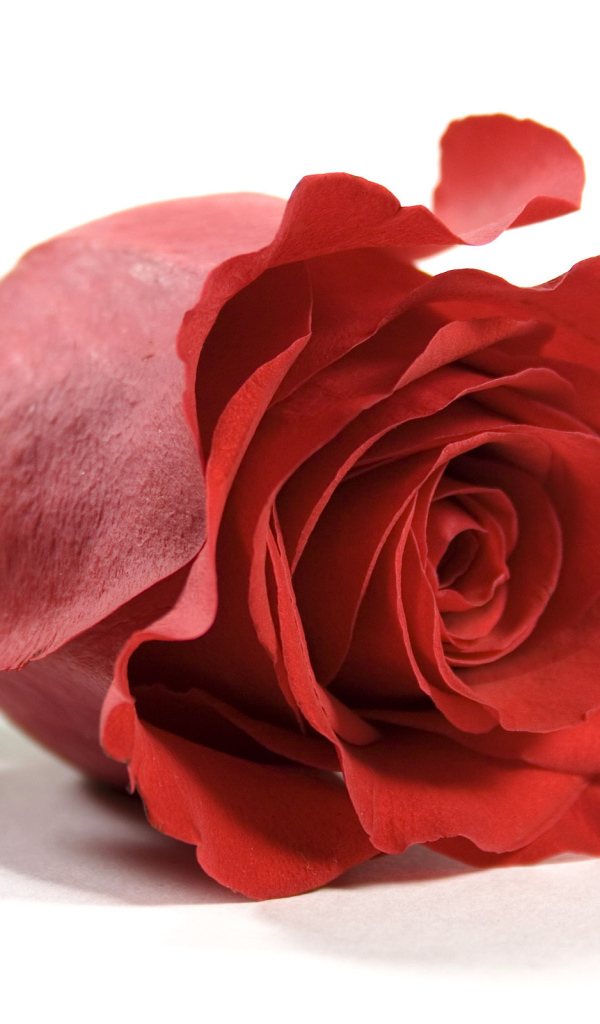 Красная роза на белом фоне