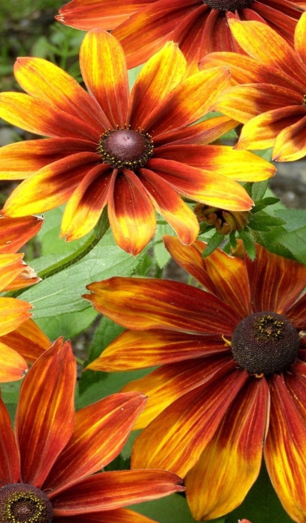 Красно желтые цветы