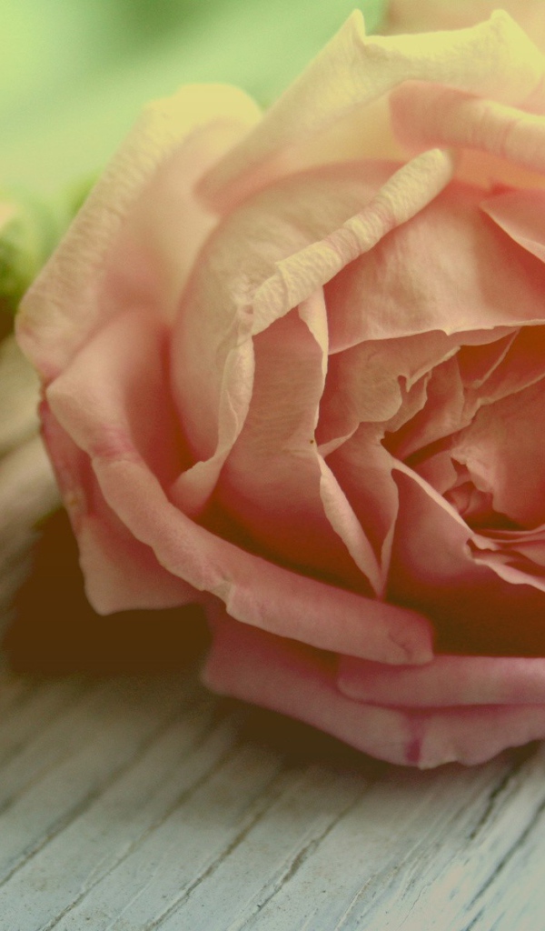 Роза и бутоны на доске