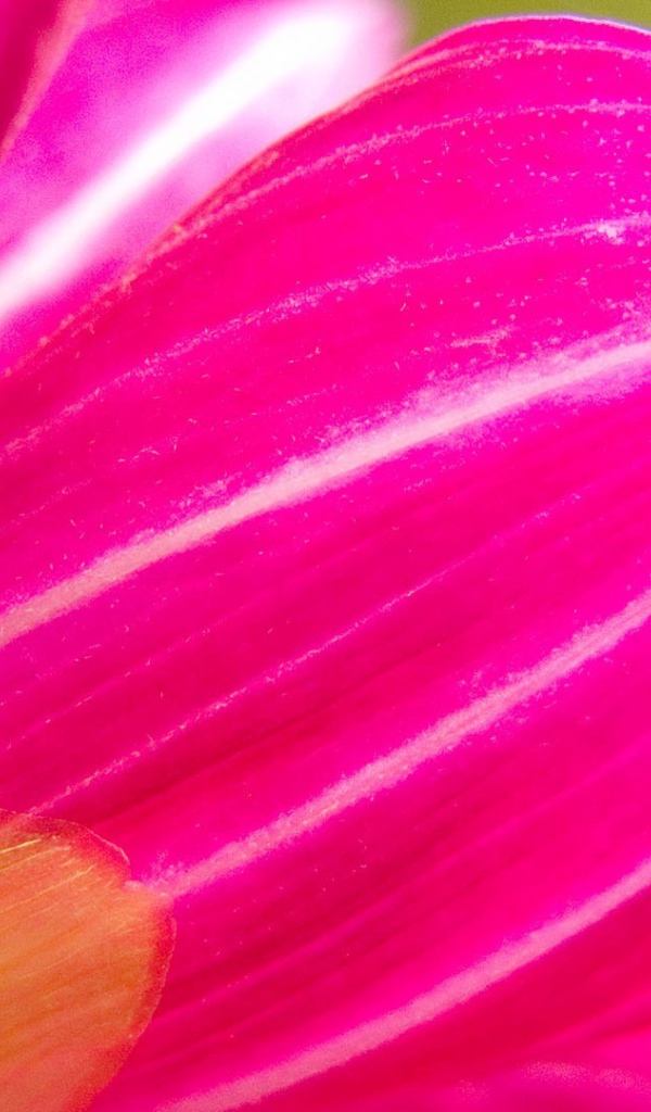 Розовый лепесток цветка