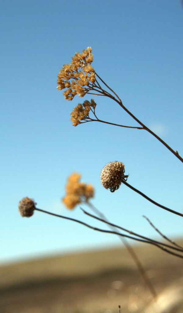 Силуэт девушки