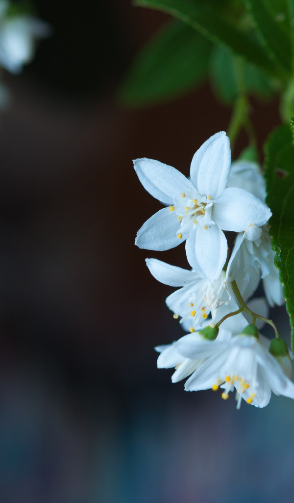 Маленькие белые цветы