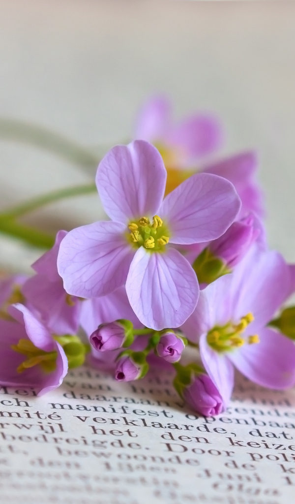 Мелкие полевые цветы на книге