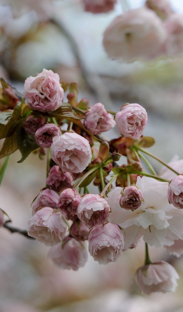 Весеннее цветение в Японии