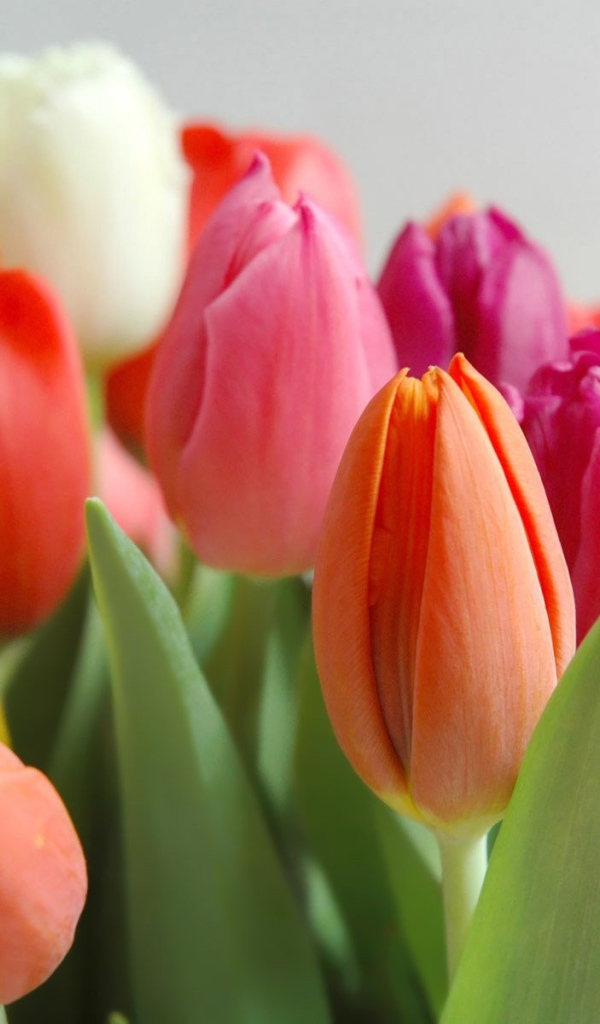 Весенние разноцветные тюльпаны