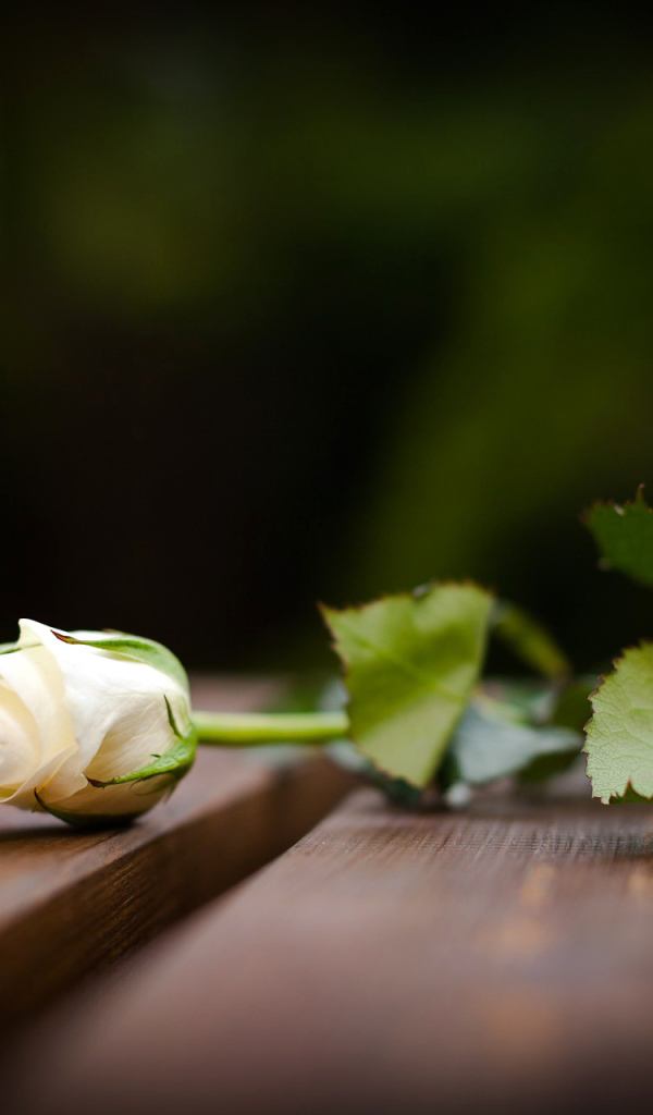 Бутон белой розы