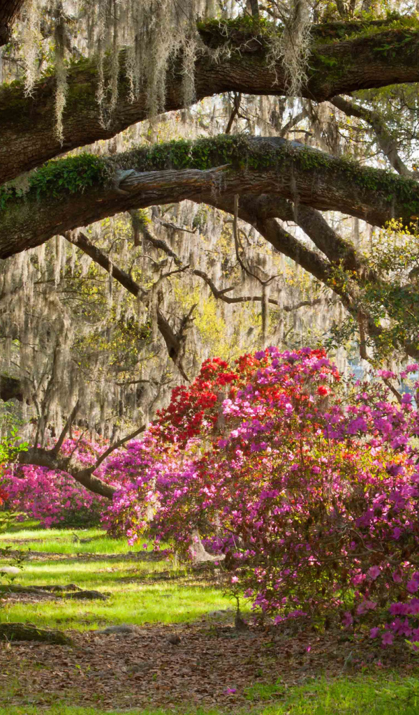Плантация магнолий в парке