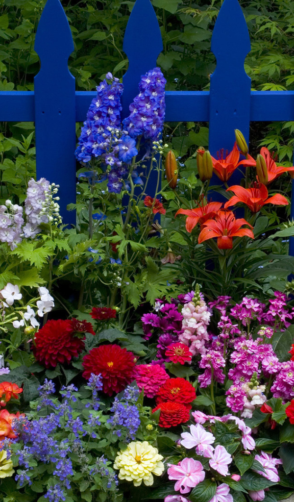 Клумба у синего забора