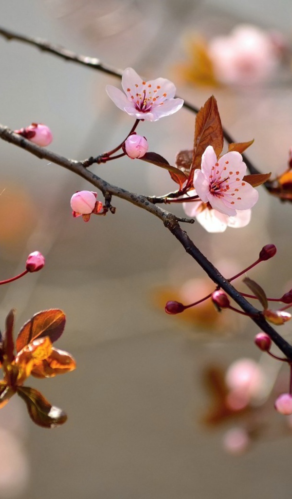 Ветка вишневого дерева