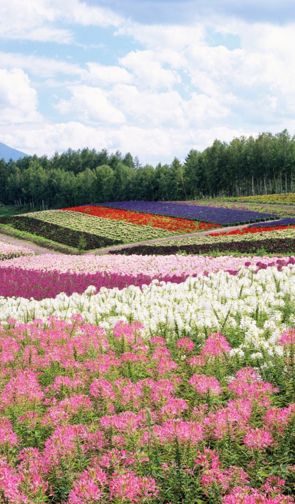 Цветочные поля летом