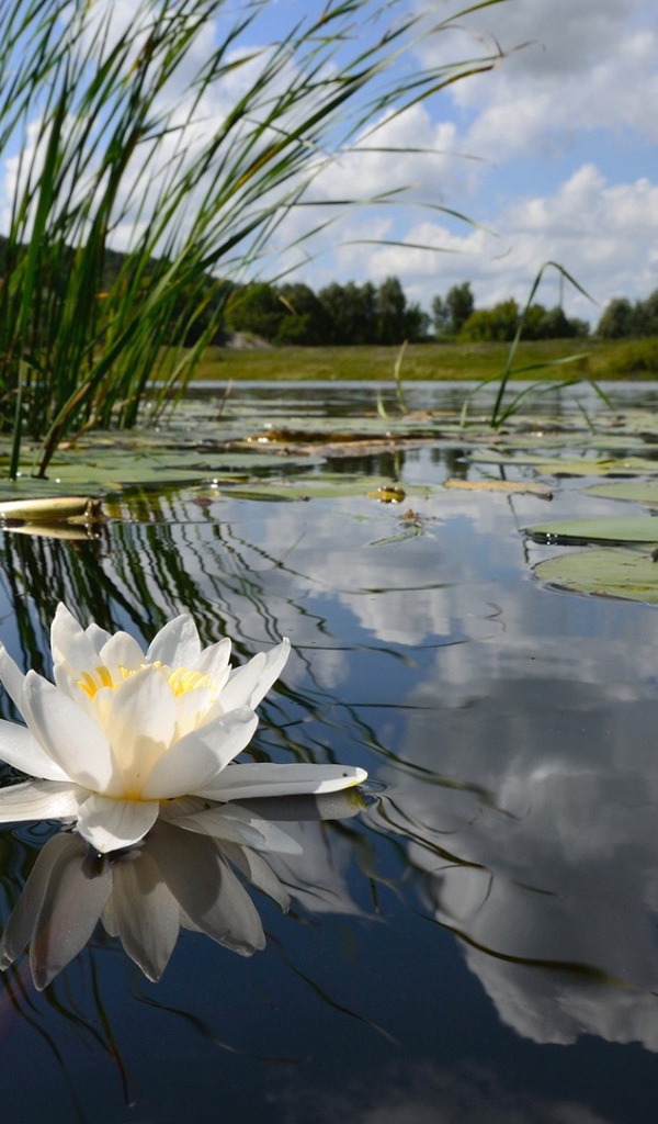 Цветок на воде