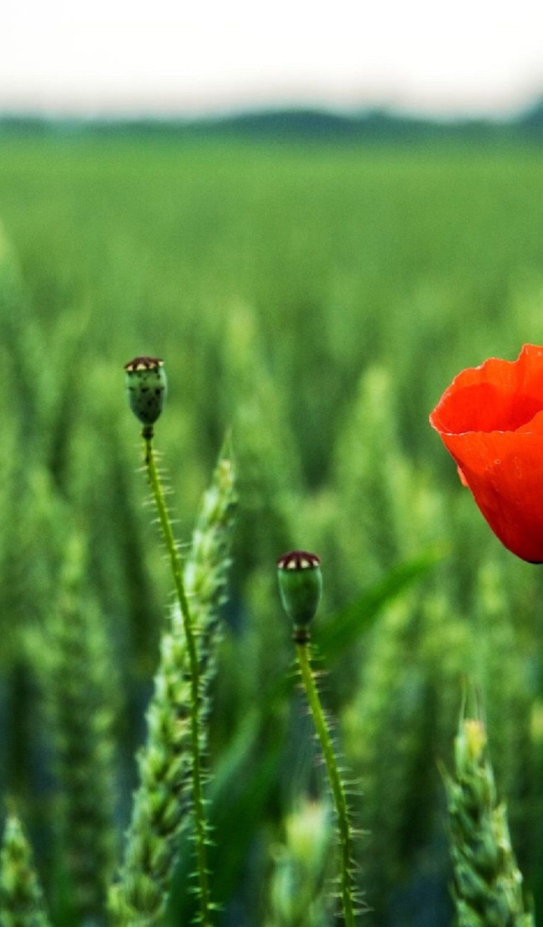Мак на поле