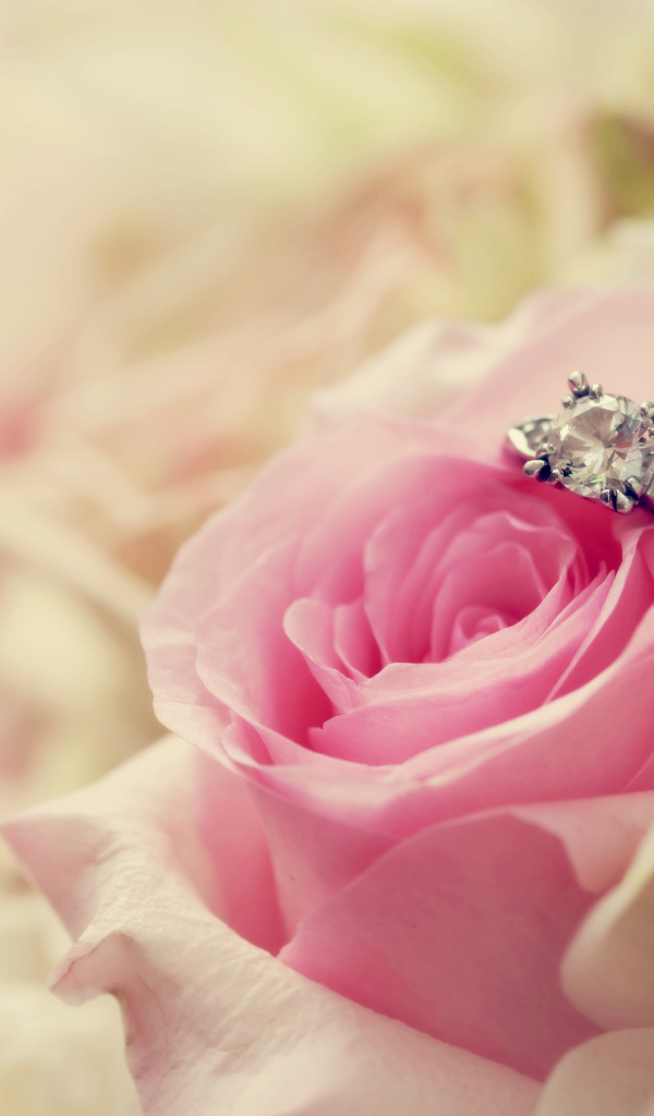 В розе лежит кольцо