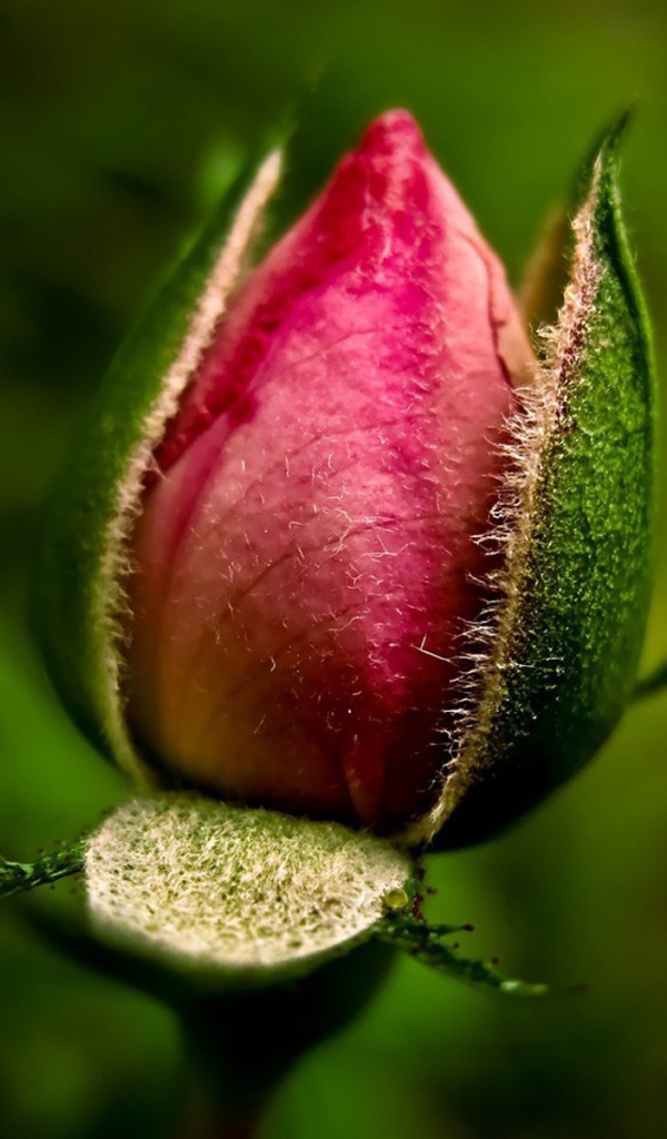 Нераспустившийся бутон розы