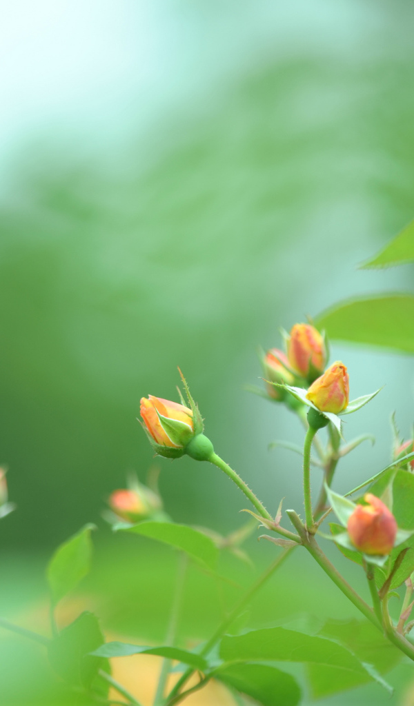 Нераскрытые бутоны роз