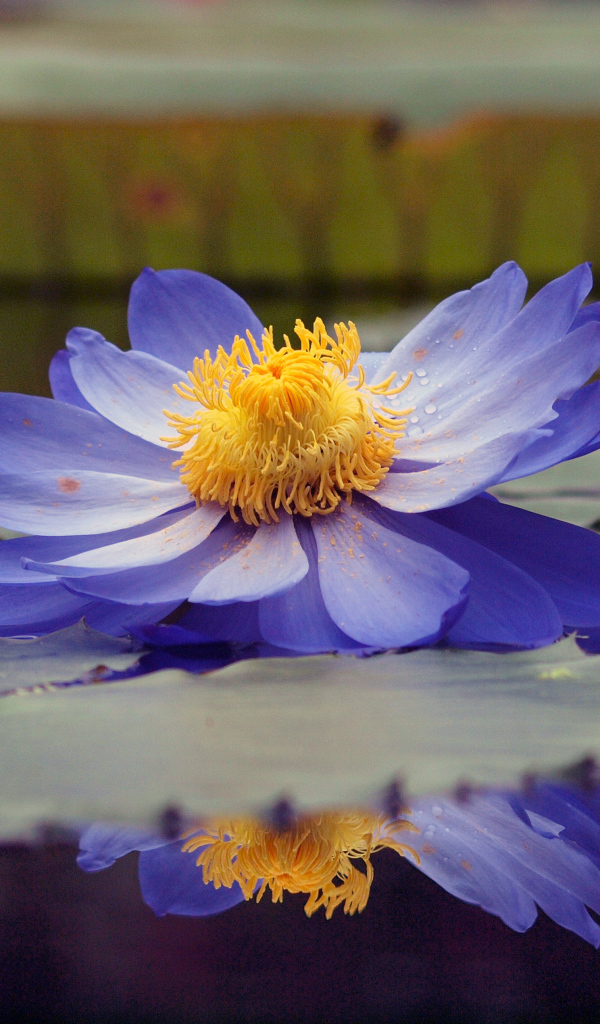 Водяная лилия на пруду