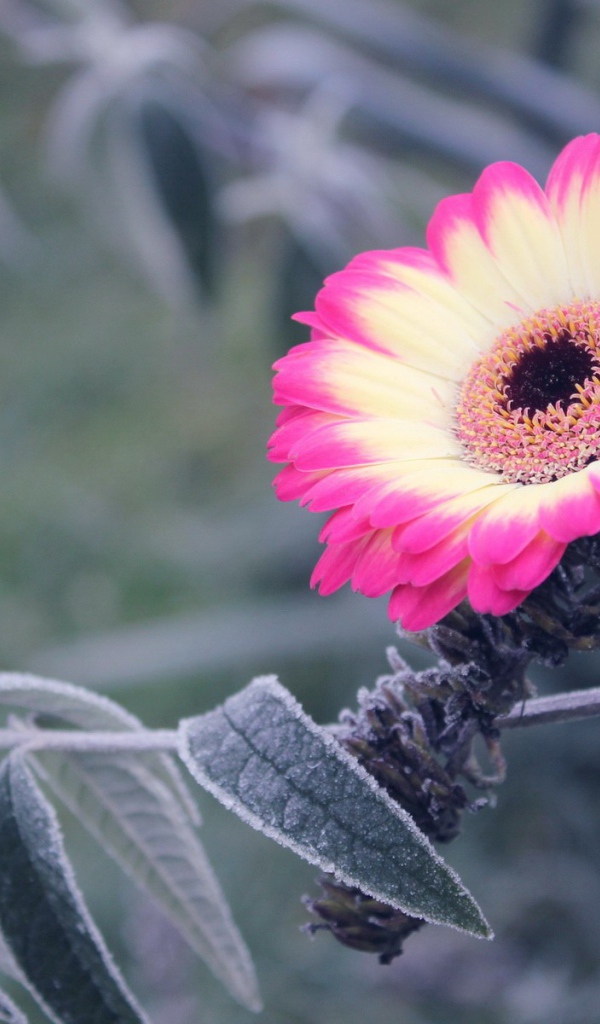 Бело-розовый цветок