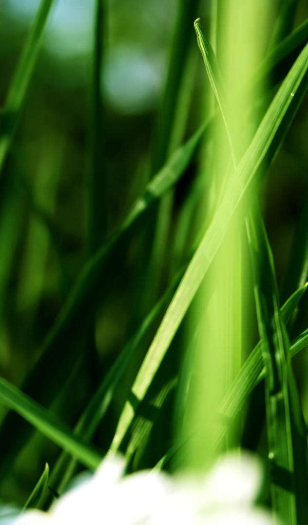 Белый цветок в траве