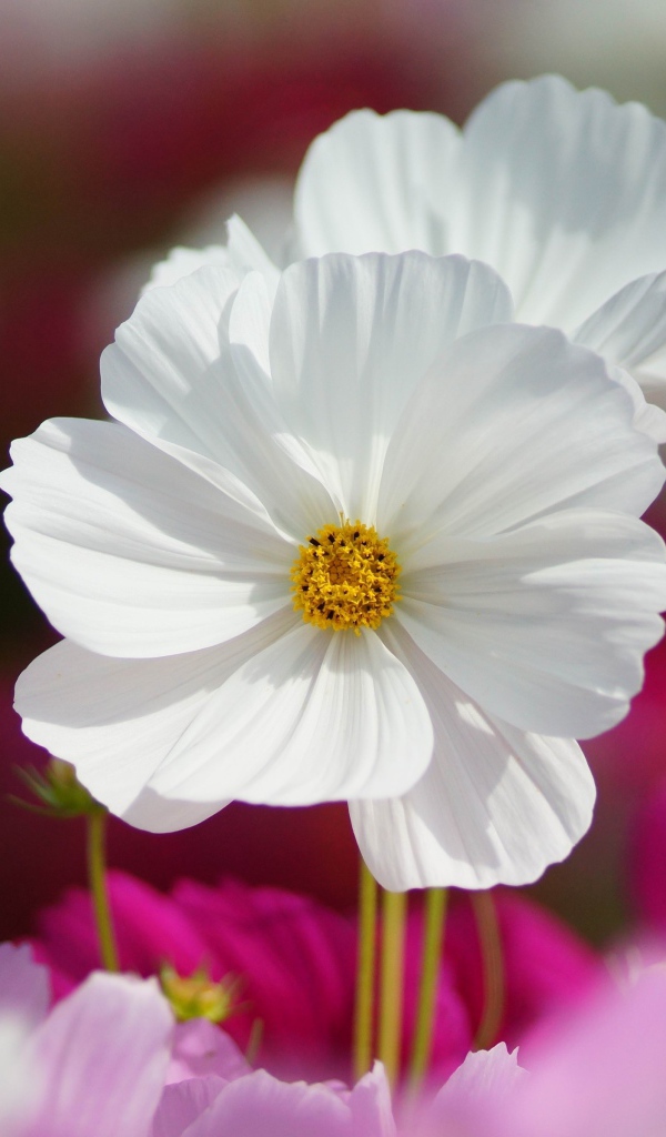 Белые цветки космеи