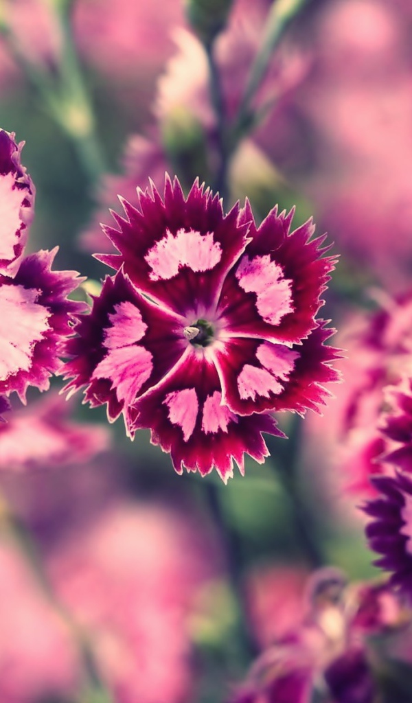 Бело розовые цветы весной