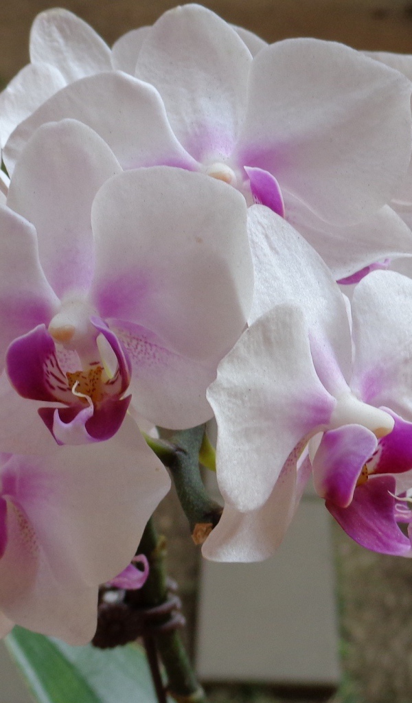 Бело розовые орхидеи