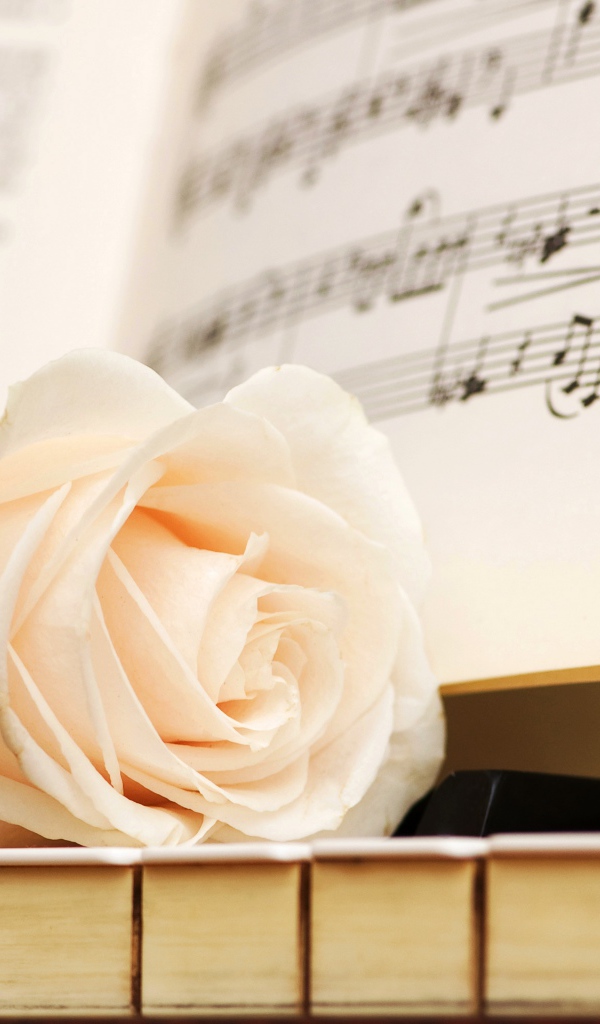 Белая роза на клавишах рояля
