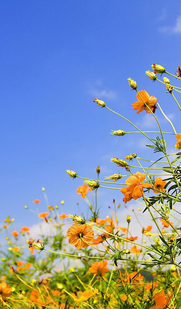 Полевые цветы на фоне неба