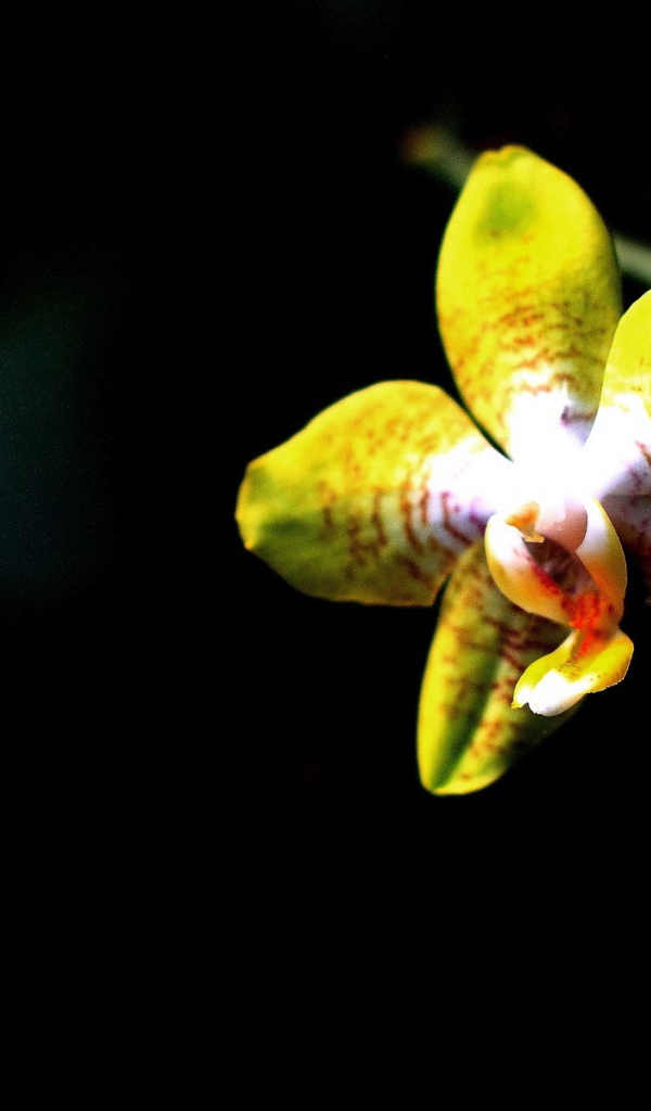 Желтая орхидея на черном фоне