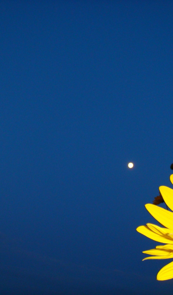 Желтый цветок на синем фоне