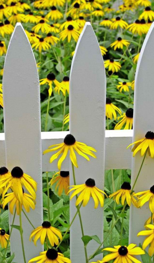 Желтые цветы у белого забора