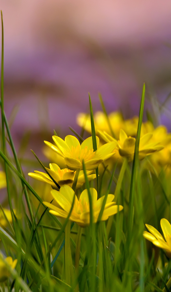 Желтые цветы на поляне