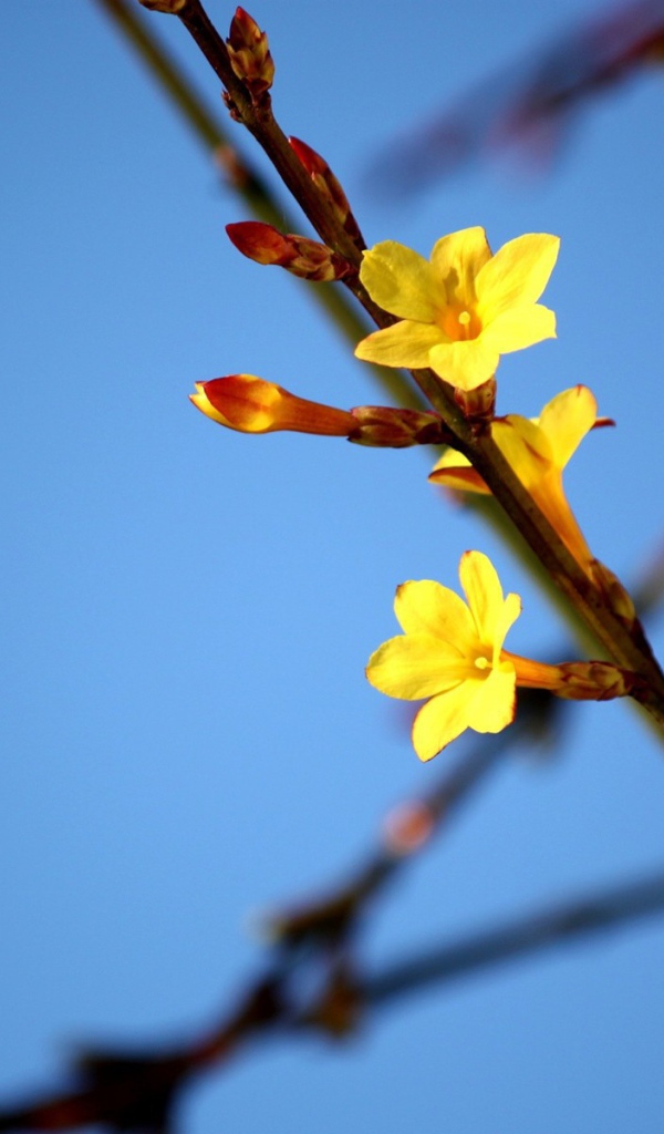 Желтые цветы на ветке