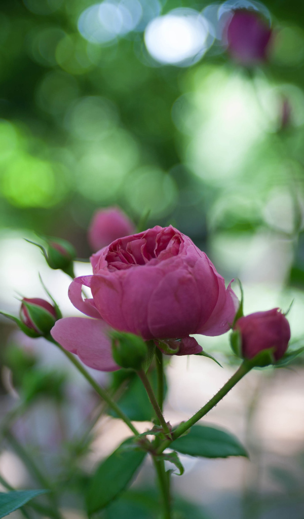 Молодой бутон розы