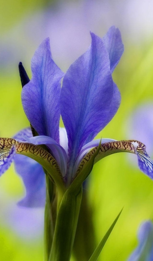 Ирис только распустился