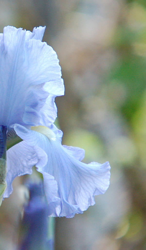 Голубой ирис