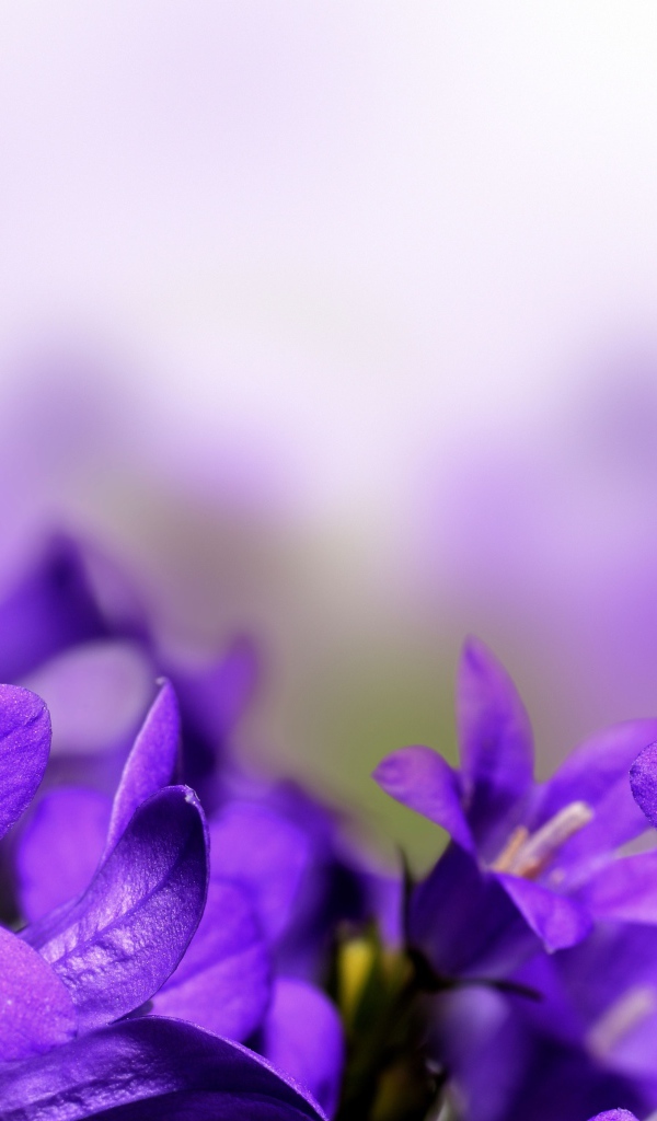 Цветы колокольчики