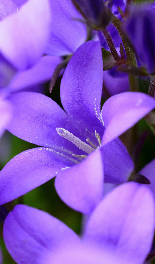 Фиолетовые колокольчики