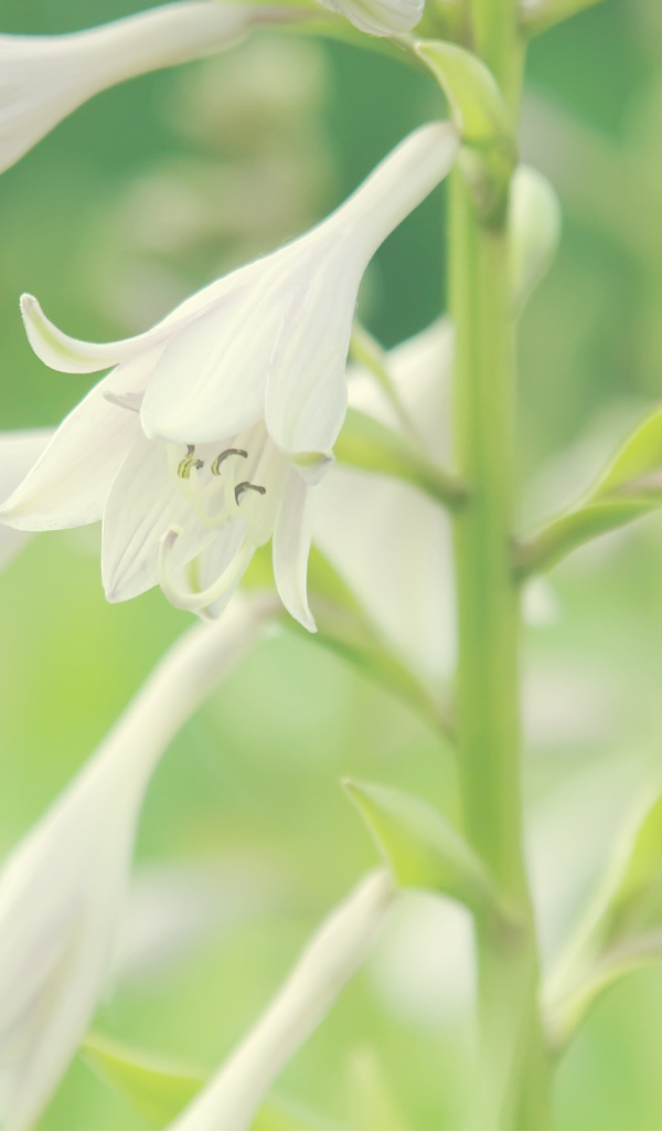 Белые колокольчики