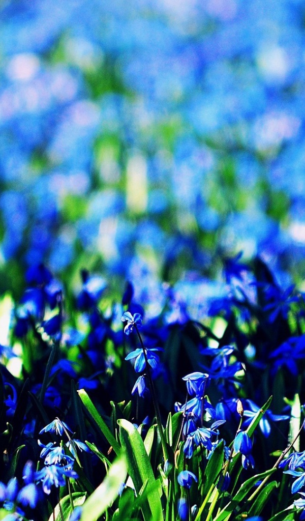 Васильковое море