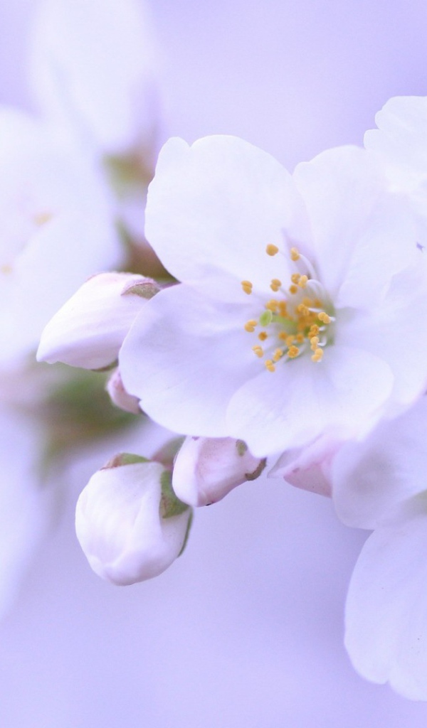 Яблоневый цвет