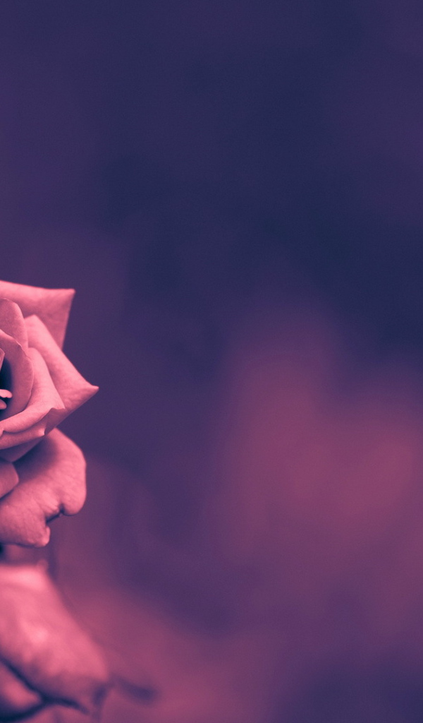 Кремовая роза