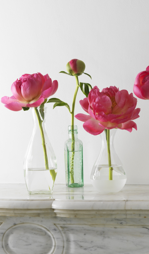 Красивые пионы