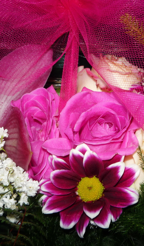 Цветы хризантема